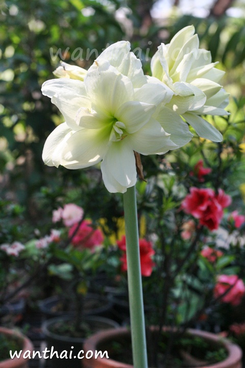 ว่านสี่ทิศ สโนไวท์ Snow White ว่านสี่ทิศ สโนไวท์ Snow White
