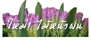 ปทุมมา Curcuma Laddawan