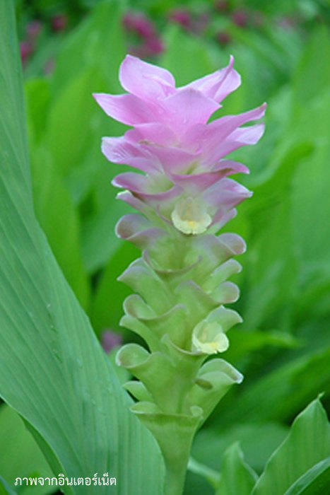 ปทุมมา ลัดดาวัลย์ Curcuma Laddawan ปทุมมา ลัดดาวัลย์ Curcuma Laddawan