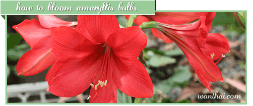 How to bloom Amaryllis bulbs