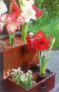 keukenhof-garden keukenhof-garden