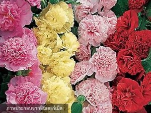 Hollyhock Summer Carnival Double Flowers