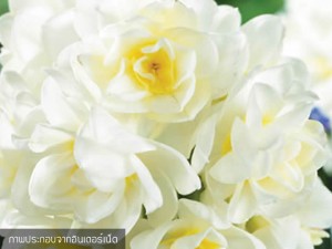 Cluster Daffodils Erlicheer