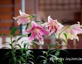 joyjomjanis-lilly-1