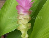 ปทุมมา Siam Tulip Curcuma