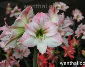 Amaryllis-Apple-Blossom