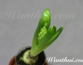 wt-hyacinth-2013-03-01-jpg