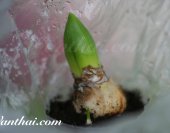 wt-hyacinth-2013-03-02-jpg