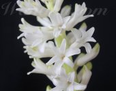 wt-hyacinth-2013-03-03-jpg