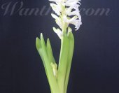 wt-hyacinth-2013-03-04-jpg