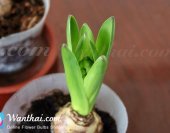 wt-hyacinth-china-pink-1-jpg