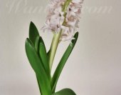 wt-hyacinth-china-pink-3-jpg