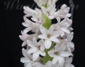 wt-hyacinth-china-pink-4-jpg