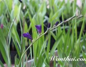 wt-gladilus-purple-03-jpg