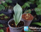 wt-howto-tulip-1-jpg