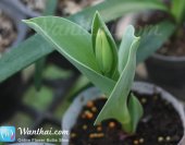 wt-howto-tulip-2-jpg