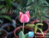 wt-howto-tulip-3-jpg