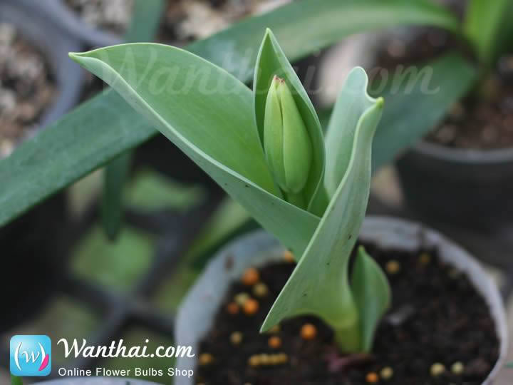 wt-howto-tulip-2-jpg