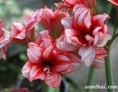 wt-minired-3