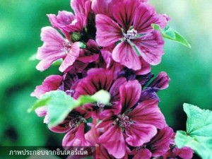 Hollyhock Malva Sylvestris Purple Double