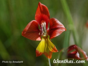 Gladiolus Alatus