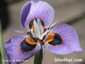 Moraea Villosa