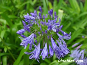 Agapanthus