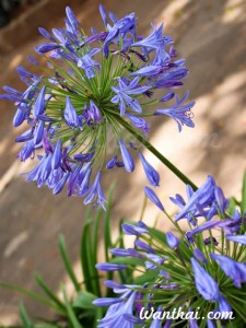 Agapanthus