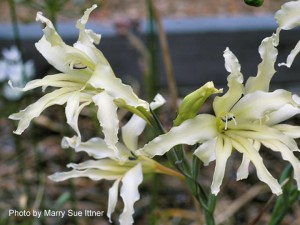 Gladiolus Undulatus