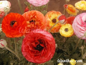 หัว Ranunculus