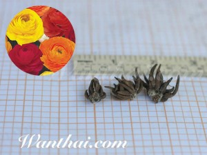 หัว Ranunculus