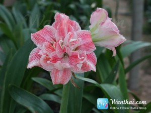 Amaryllis First Love