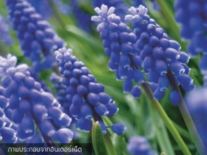 Grape Hyacinth Blue