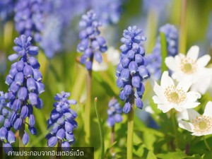 Grape Hyacinth Blue