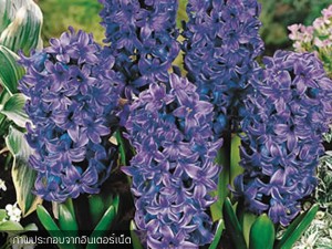 Hyacinth Blue Star
