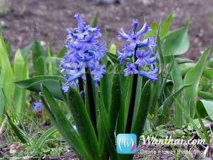 Hyacinth Blue Star