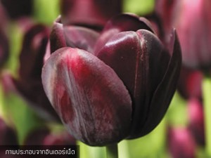 Tulip Queen of Night