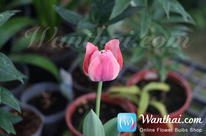 วิธีการปลูกดอกทิวลิป ความหมายของดอกทิวลิป | Wanthai ขายว่านสี่ทิศ ฮอลแลนด์  ดอกลิลลี่ ทิวลิป ไฮยาซินธ์ ดอกไม้