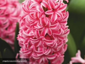 Hyacinth Pink Surprise