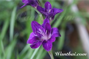 Gladiolus Violetta