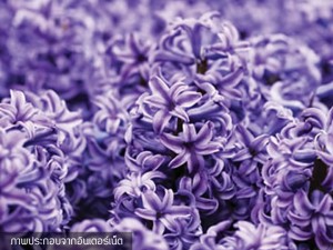 Hyacinth Aida