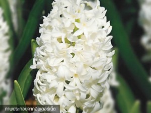 Hyacinth Aiolos