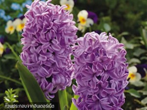 Hyacinth Splendid Cornelia