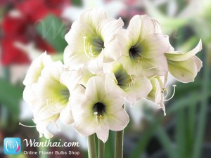 Amaryllis Baby Doll