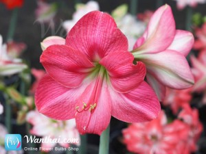 ว่านสี่ทิศ Amaryllis Susan