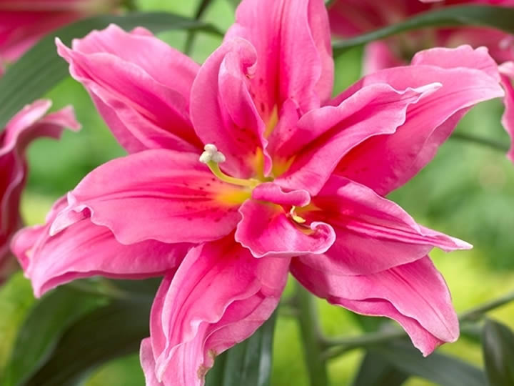 ขายลิลลี่ดอกซ้อน Roselily Elena กลีบซ้อนสีชมพูเข้ม | Wanthai ขายว่านสี่ทิศ  ฮอลแลนด์ ดอกลิลลี่ ทิวลิป ไฮยาซินธ์ ดอกไม้