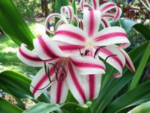 Crinum Cintho Alpha