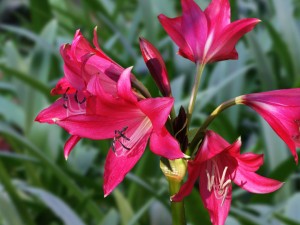 พลับพลึงสีชมพู Crinum Ellen Bosanquet