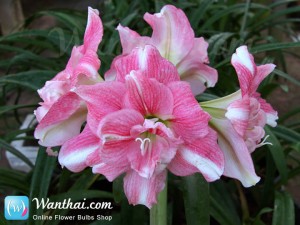 ว่านสี่ทิศ Amaryllis Rozetta