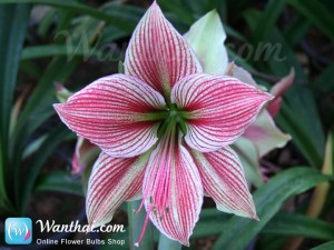 ว่านสี่ทิศ Amaryllis Exotic Star